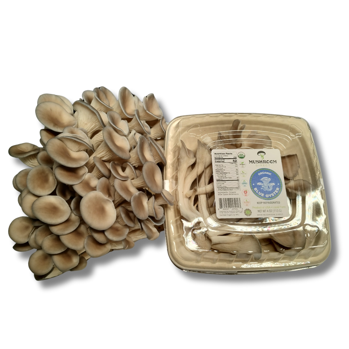 Blue Oyster Mushrooms