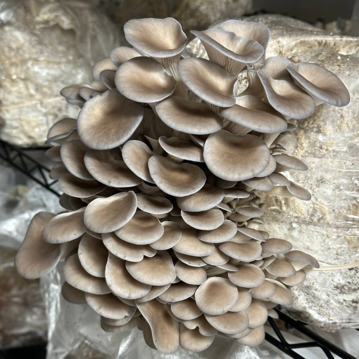 Grey Oyster Mushrooms