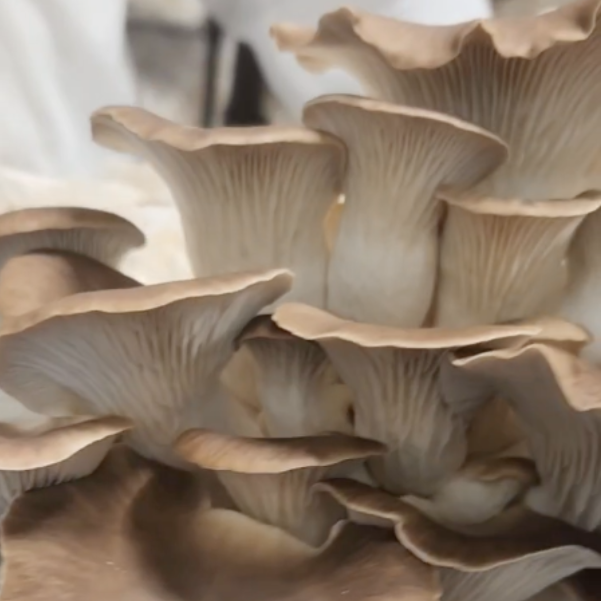 Mediterranean Oyster Mushrooms