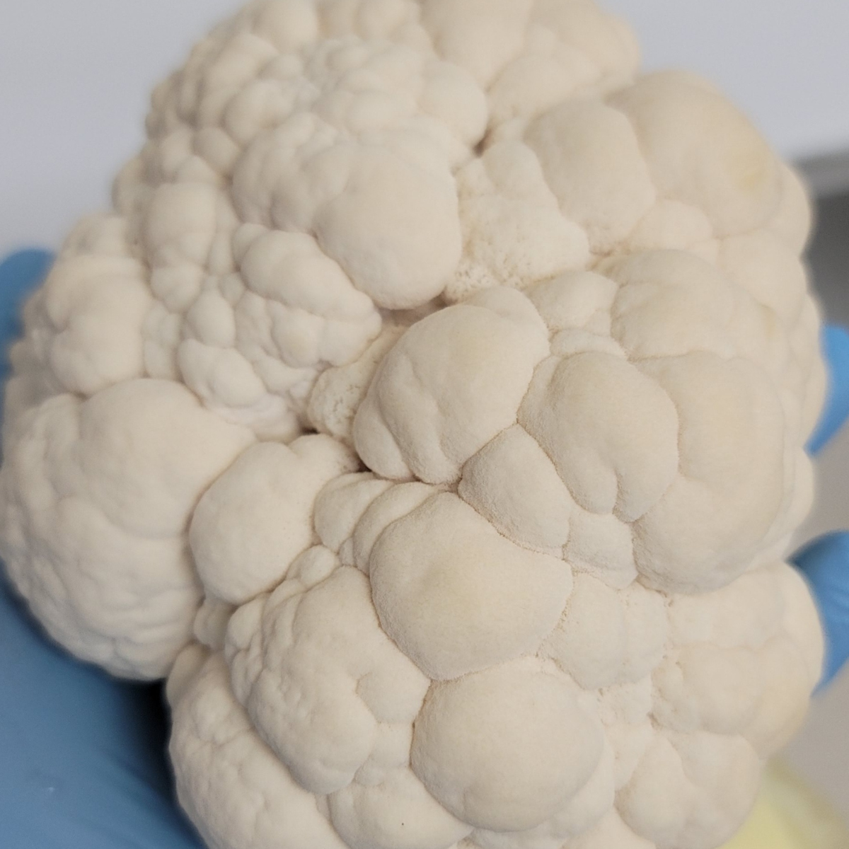 Lions Mane Mushrooms