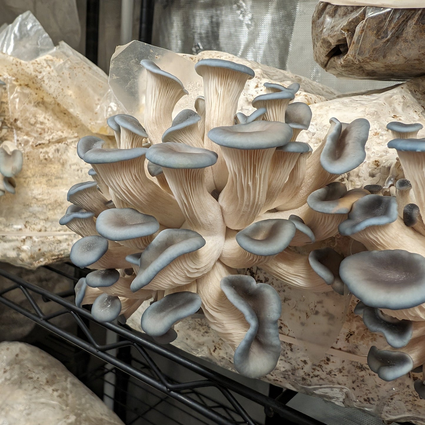 Blue Oyster Mushrooms