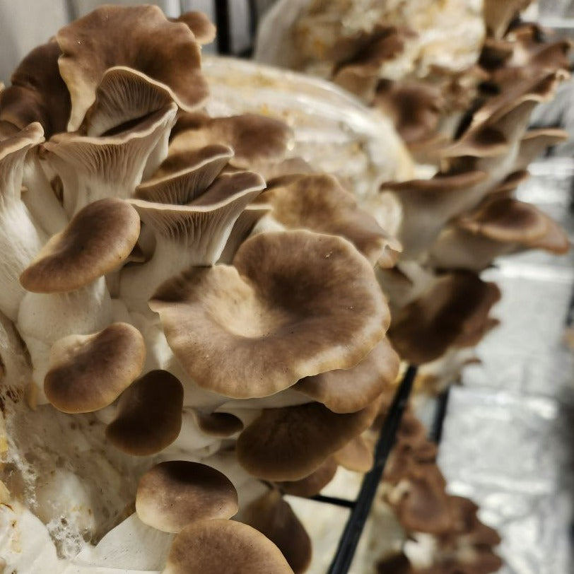 Mediterranean Oyster Mushrooms