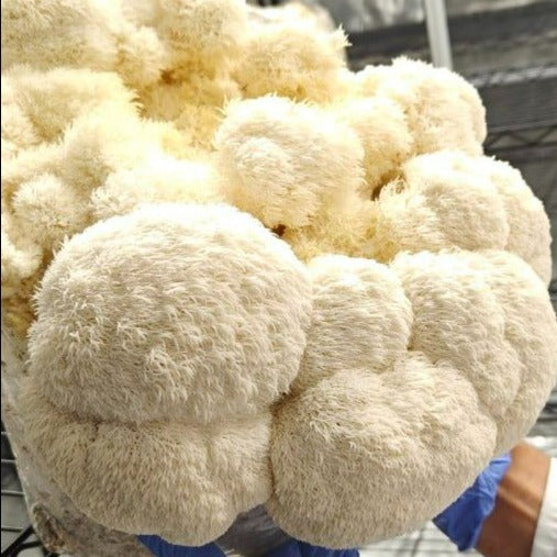 Lions Mane Mushrooms